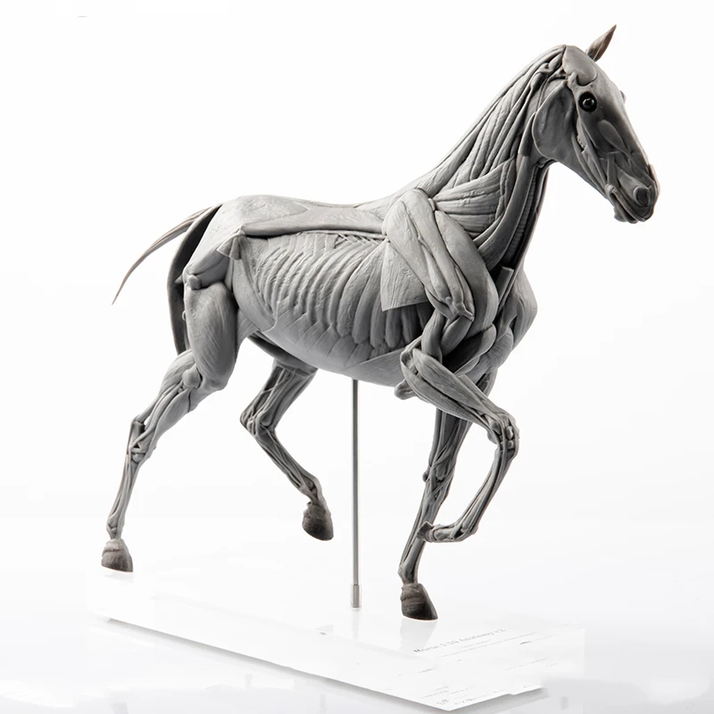 Resin Art Decoration Items - EVOLABORATORY Modelo de anatomía muscular de