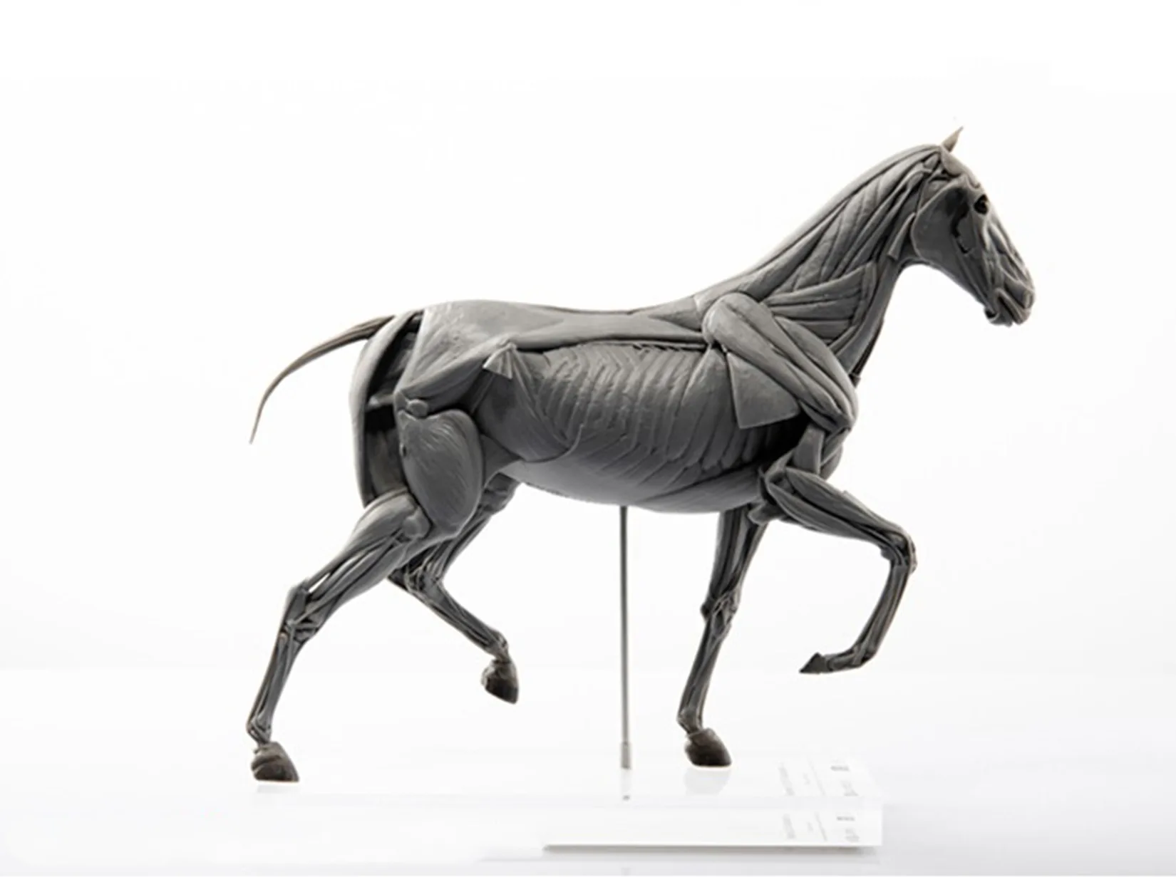 EVOLABORATORY Modelo de anatom - Resin Art Decoration Items reseña y precio