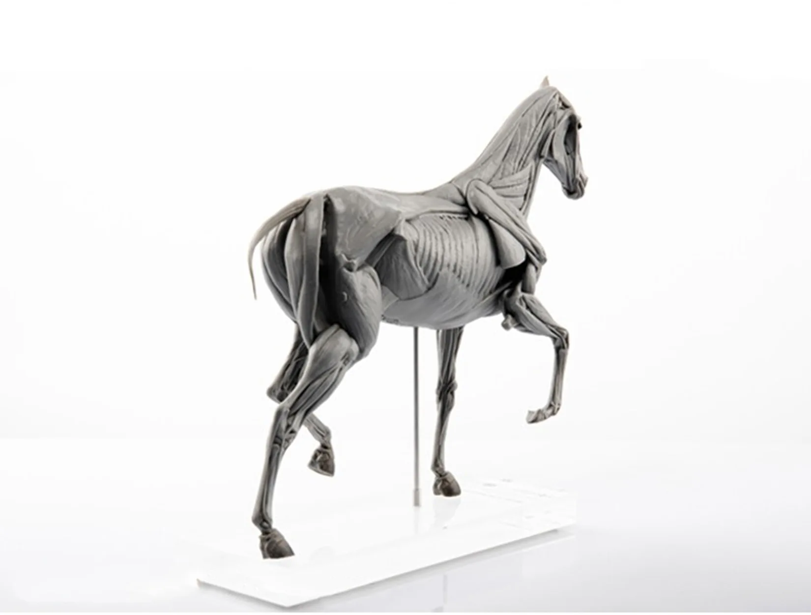 EVOLABORATORY Modelo de anatom - Resin Art Decoration Items reseña y precio