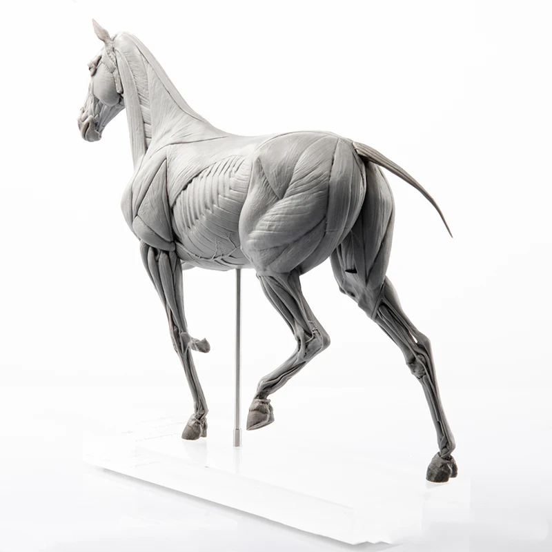 EVOLABORATORY Modelo de anatom - Resin Art Decoration Items reseña y precio